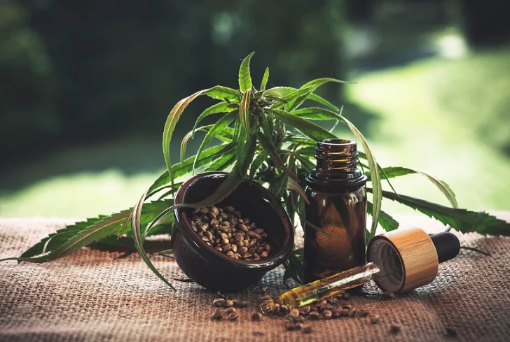 hemp plant