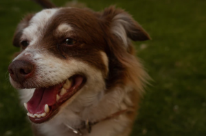 dog's teeth
